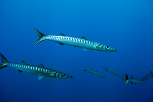 Barracudas