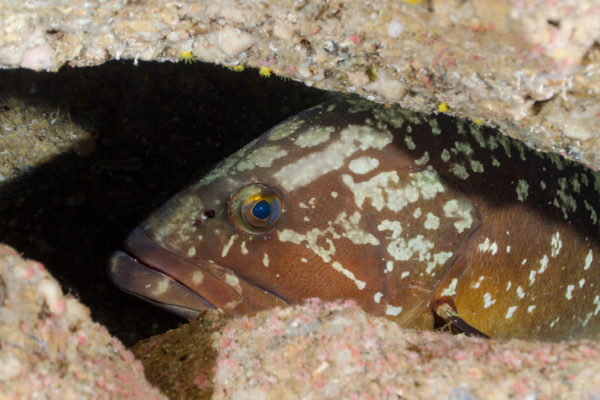 Buceo Faro Menorca