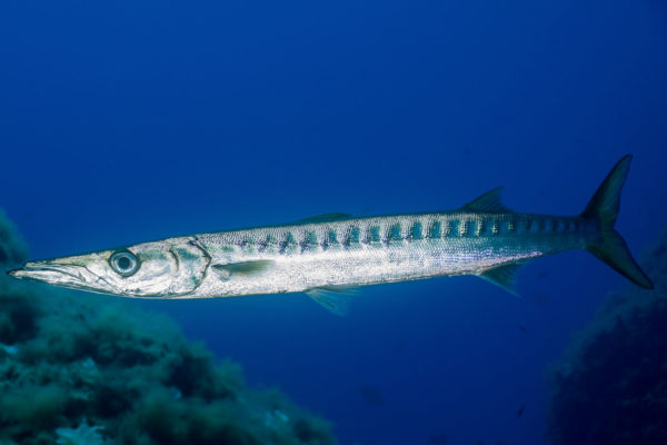 Buceo Faro Menorca