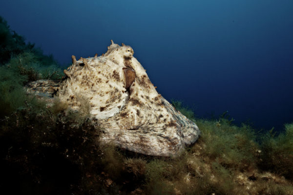 Isla de Bledas Menorca